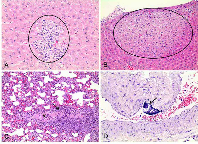 Histopathology of livers and lungs with alteration in morphology in the recovery study.