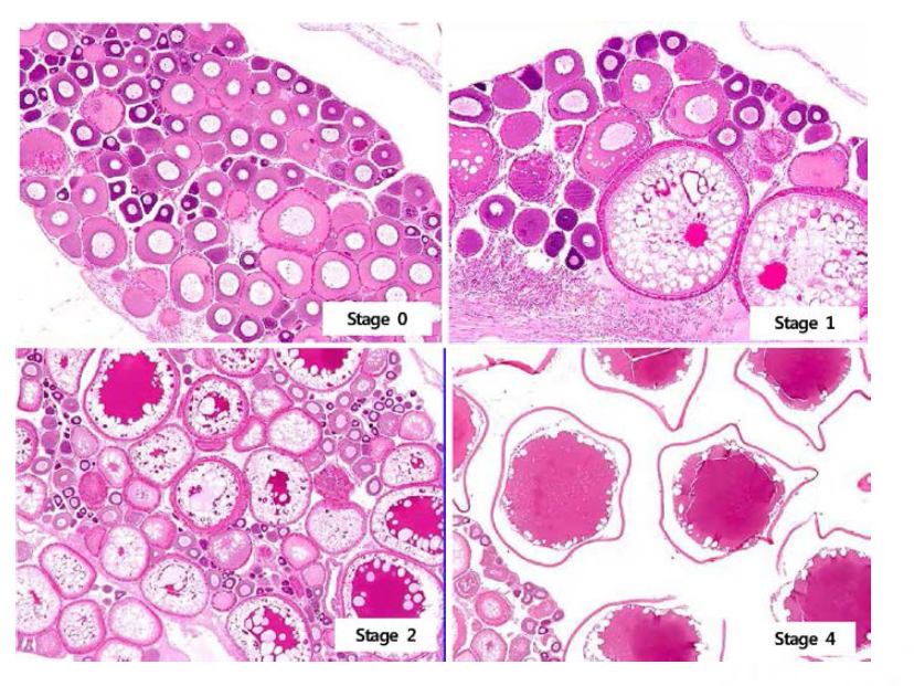 Examples of staging system applied to the ovaries of adult Oryzias latipes
