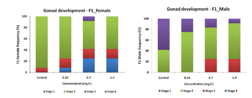 Gonad development stages of the FI generation Oryzias latipes exposed to n-butyl acrylate.