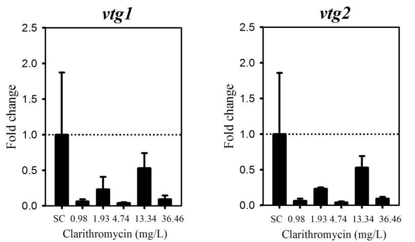 Clarithromycin에 노출된 송사리 치어의 vtg1, vtg2 유전자 전사 수준 변화.