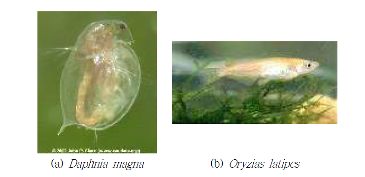 물벼룩, 어류 독성시험에 이용한 시험생물종.