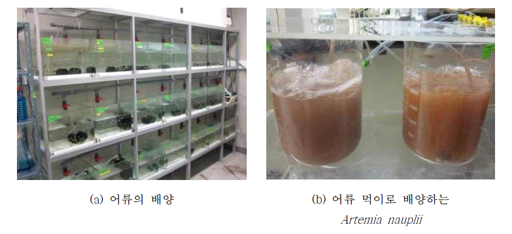 송사리(Oryzias latipes) 배양과 어류의 먹이.