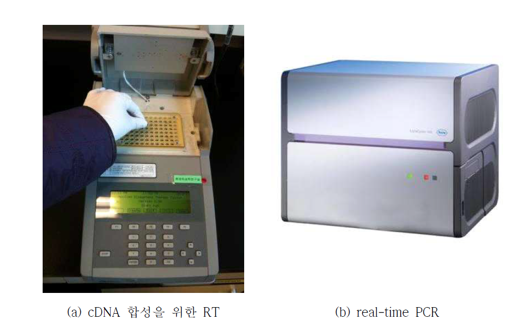 유전자 발현 분석을 위한 RT 및 real-time qPCR.