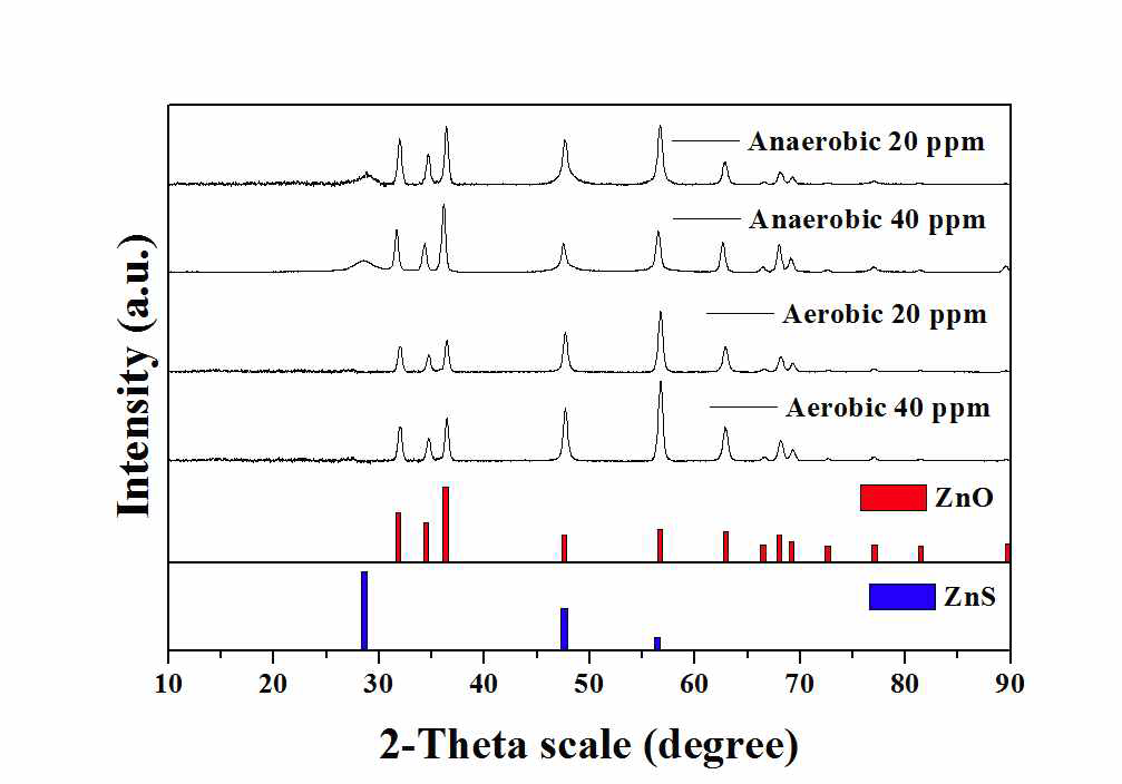 pH 8 호기성 및 혐기성 조건에서 sulfur 농도에 따른 ZnO NPs의 XRD 분석 결과