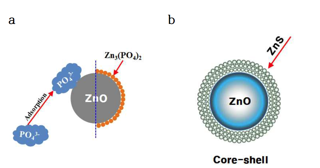 ZnO NPs의 변환에 대한 화학적 반응기작 모식도; phosphate(a)와 sulfide(b).