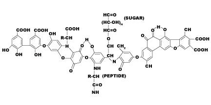 Humic acid의 구조.