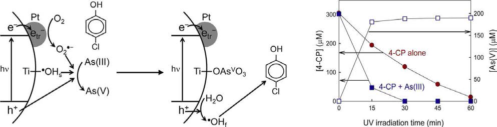 TiO2의 현탁액 내 비소 (III) 첨가로 인한 phenolic pollutants의 광분해 기작.