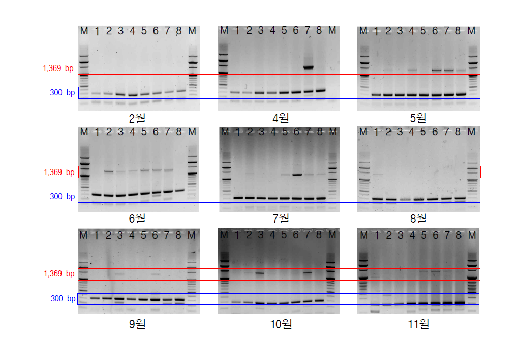 Spatial and temporal variations of total Microcystis (non-toxic and toxic) and potentially toxic Microcystis in Nakdong river