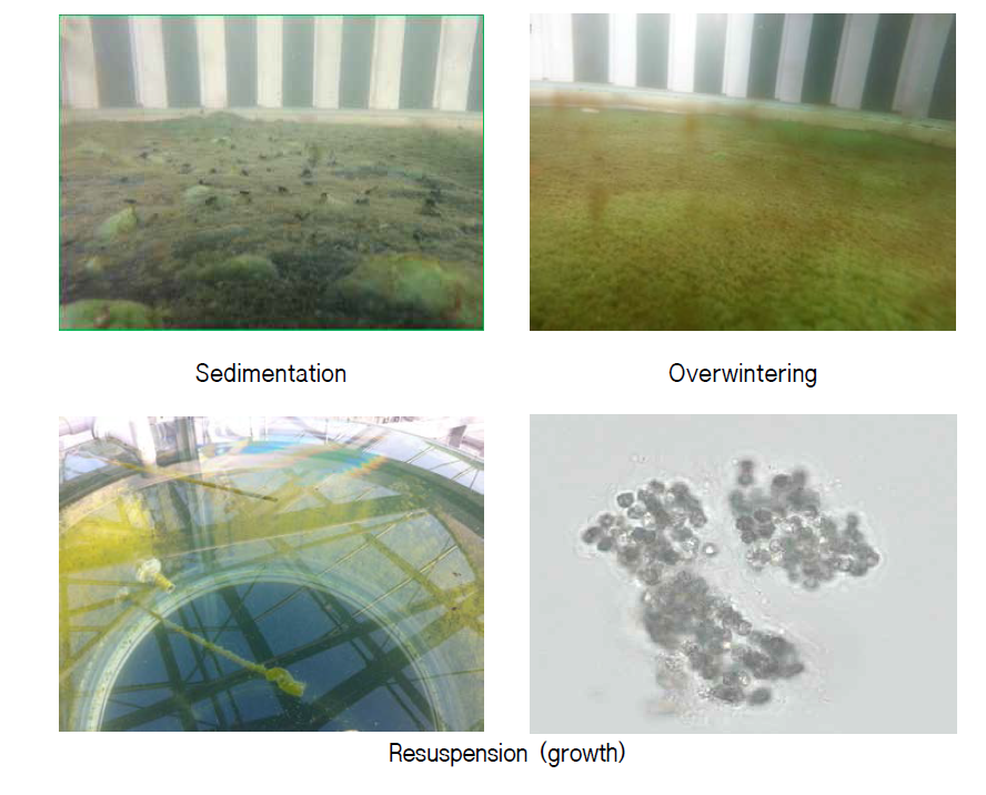 Sedimentation, overwintering and resuspension of Microcystis at experimental pilot system