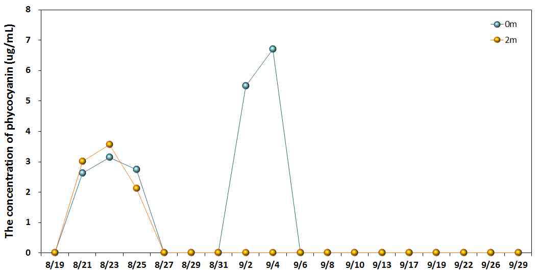 Variations of phycocyanin concentration at experimental system 1