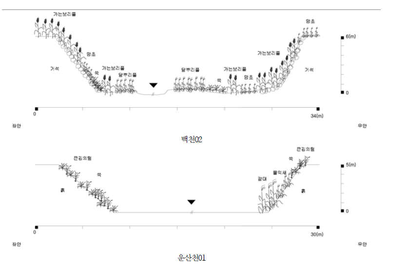 닫힌하구-서해-영산강권역 백천, 운산천 하구의 식생단면도