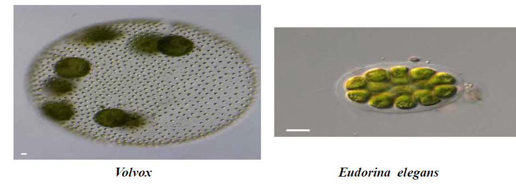 합천창녕보의 Volvox와 Eudorina elegans 사진