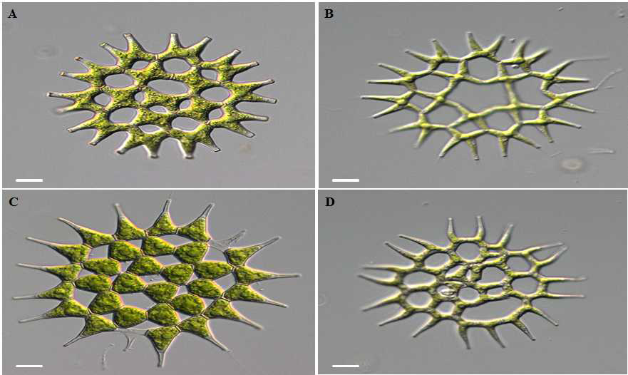 합천창녕보의 Pediastrum류 사진(A: Pediastrum duplex, B: P. duplex var. gracilimum, C: P. simplex, D: P. biwaense)