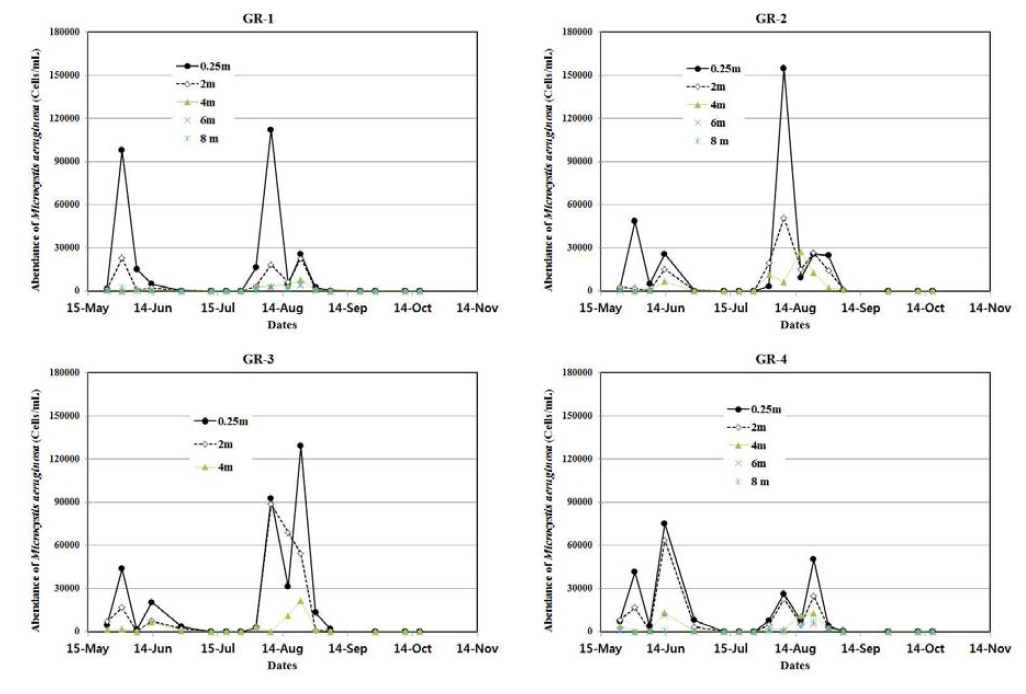 지점 및 수심별 Microcystis aeruginosa의 세포수 현존량 변화