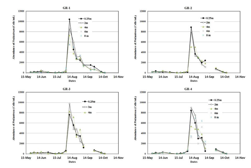 지점 및 수심별 Pediastrum의 세포수 현존량 변화