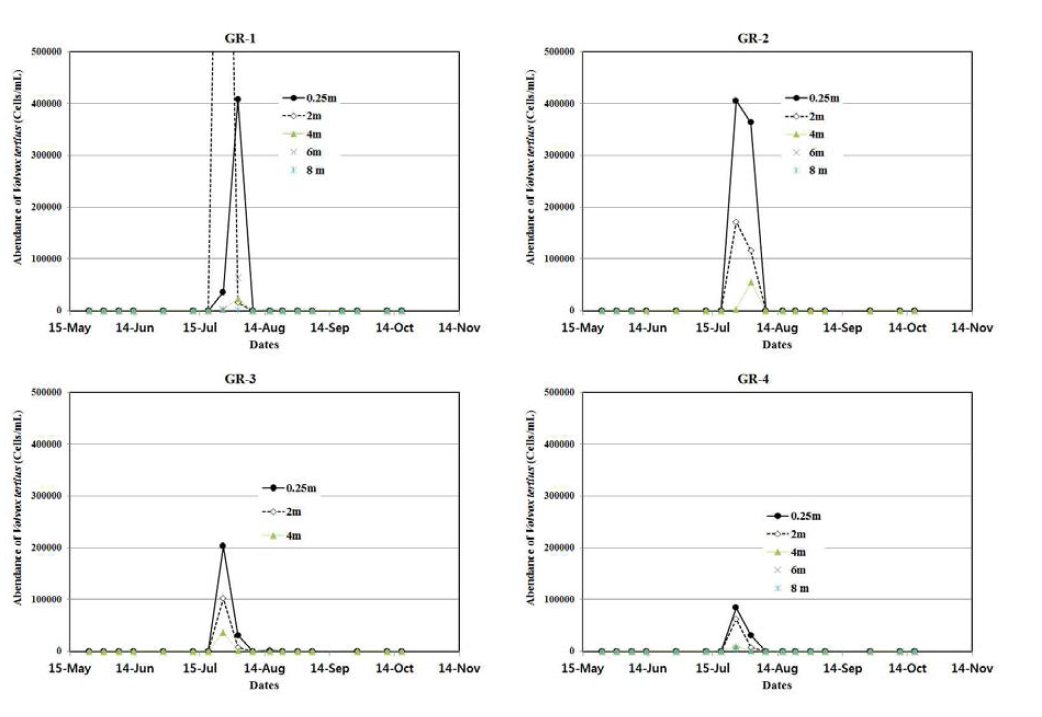 지점 및 수심별 Volvox tertius의 세포수 현존량 변화