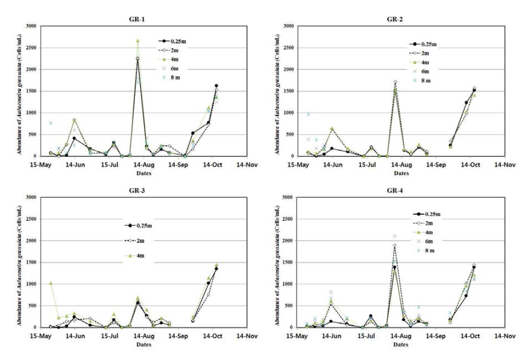 지점 및 수심별 Aulacoseira granulata의 세포수 현존량 변화