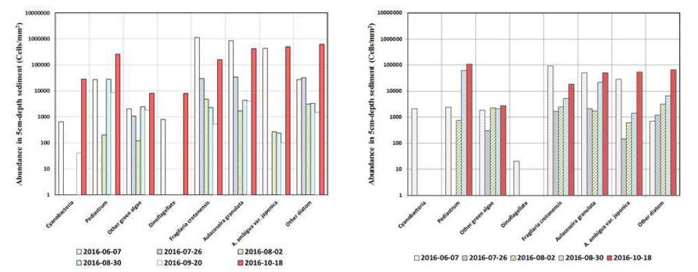 퇴적물 0~5 cm 내 주요 우점조류의 세포수 현존량 변화 (좌: GR-3, 우: GR-4)