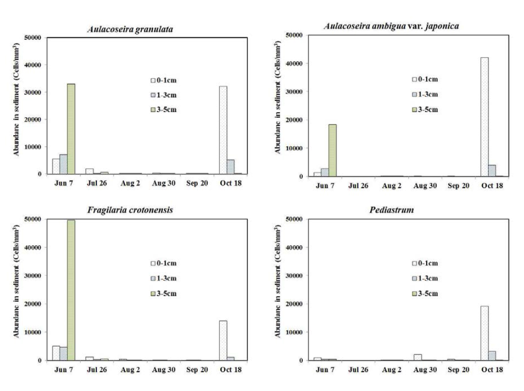 GR-3지점 퇴적물내 주요 우점조류의 심도별 세포수 현존량 변화