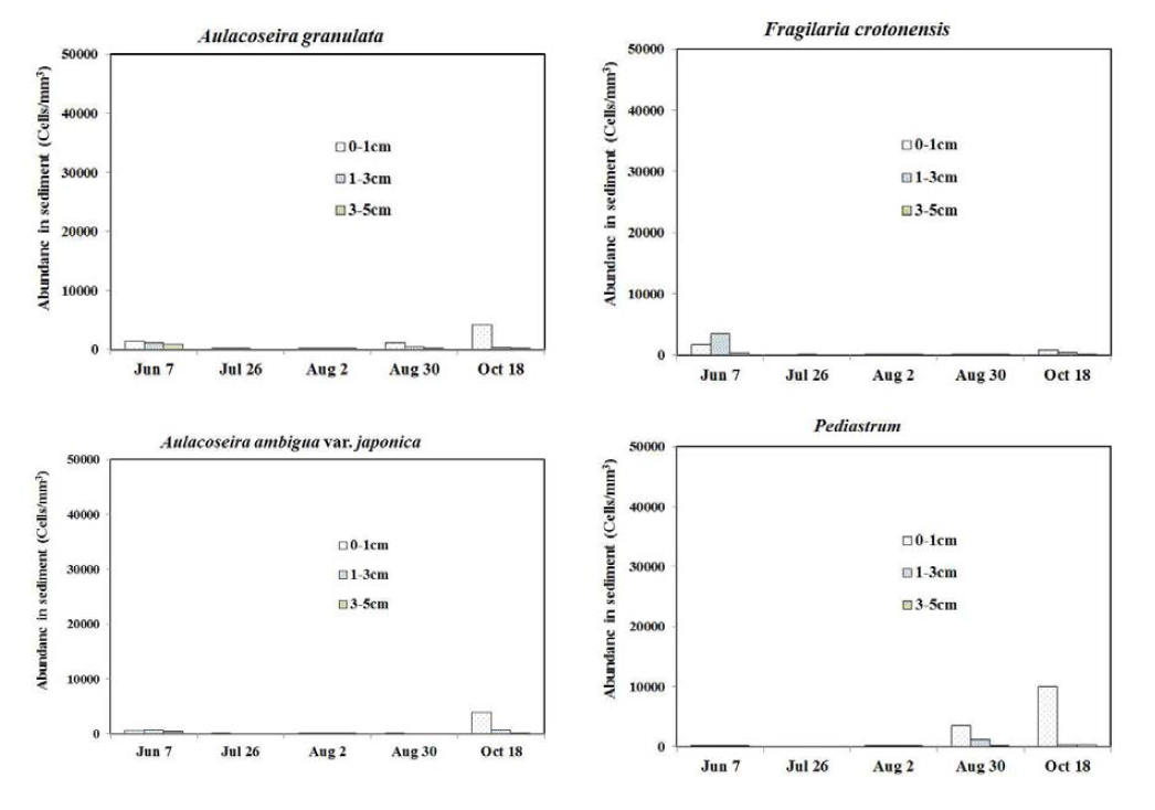GR-4지점 퇴적물내 주요 우점조류의 심도별 세포수 현존량 변화