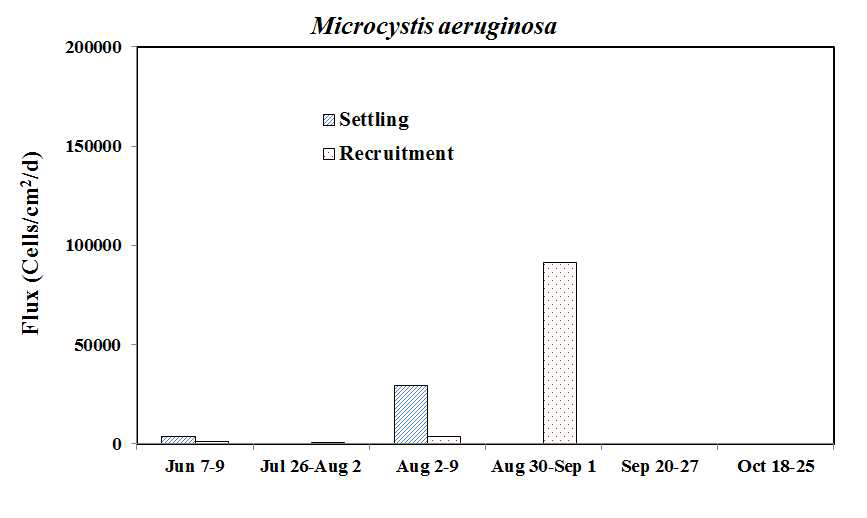 GR-3~GR-4 구간 Microcystis aeruginosa의 침강량 및 재부유량 변화