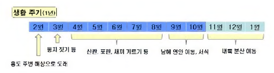 괭이갈매기의 연간 생활사