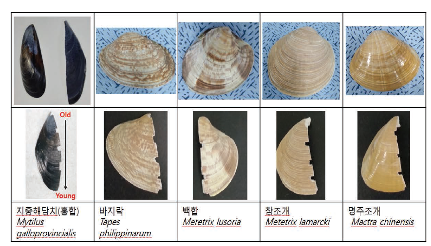 Shell of five bivalve species for metal ion and oxygen isotope analysis(Mytolus galloprovincialis, Tapes philippinarum, Meretrix lusoria Metetrix lamarcki and Mactra chinensis)