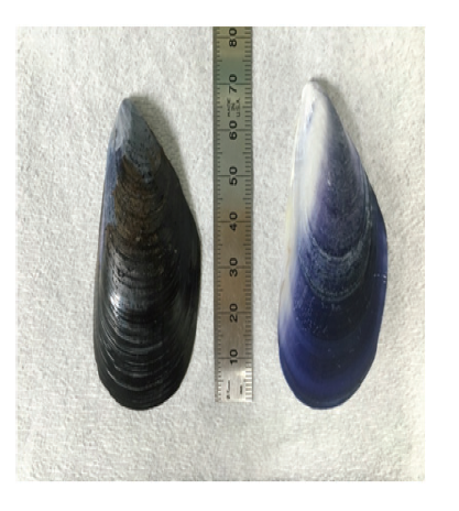 Appearance of bivalve shell with added 15 % H2O2 solution for 24 hour (left : initial0h, right : after 24h)