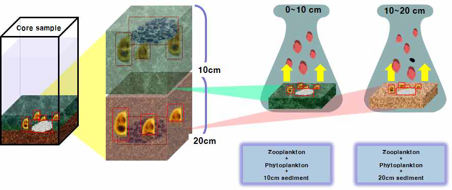 Experimental design for biotic community analysis with sedimentation depth.