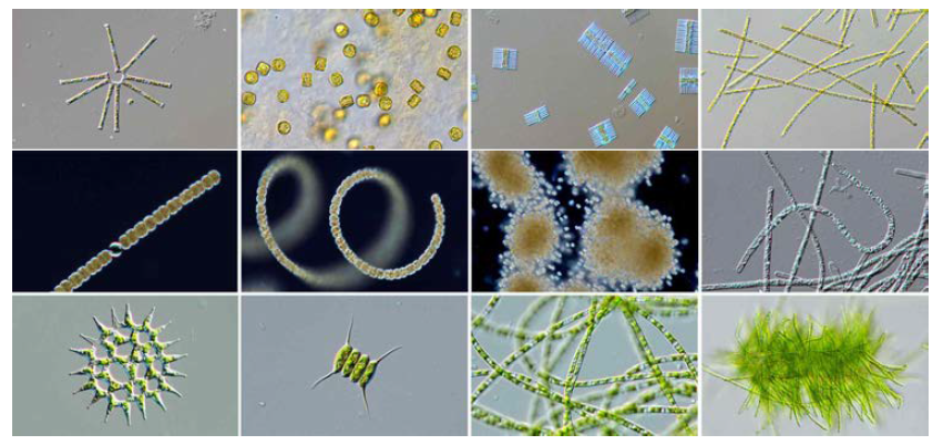 Illustration of microalgae isolated and cultured in Lake Paldang.