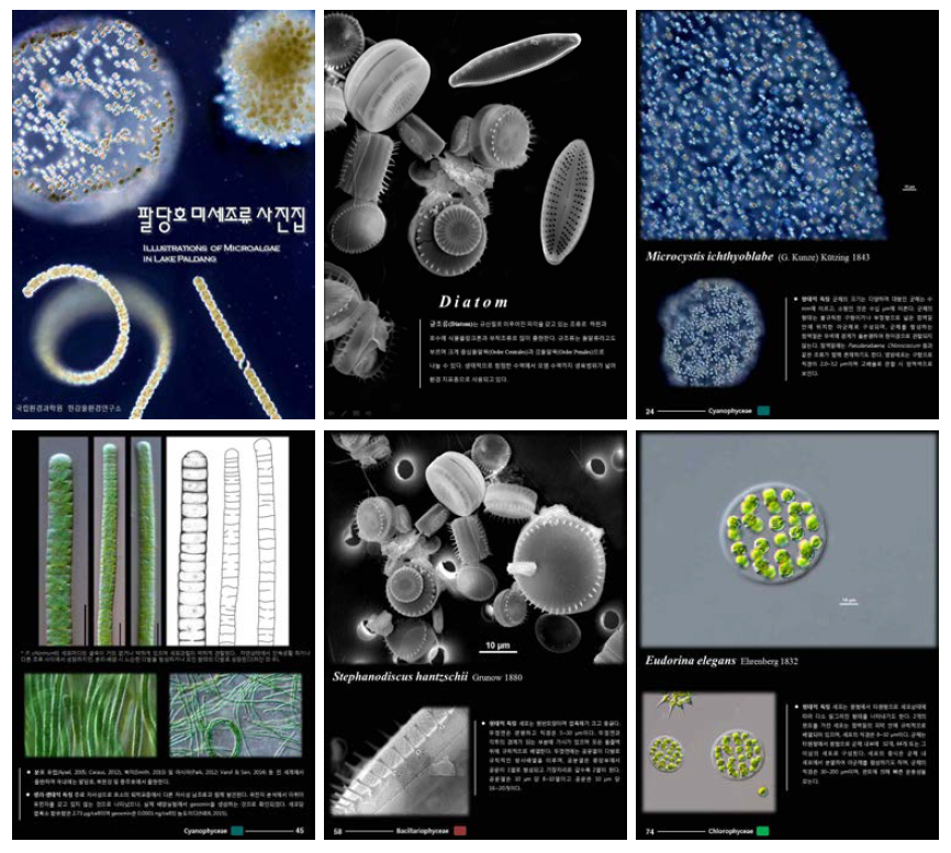 Publication of “Illustration of microalgae in Lake Paldang” using morphological identification.