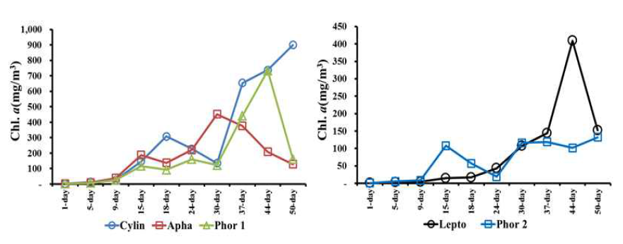 Variation of Chl-a concentration at 5 cyanobacteria for incubation period.