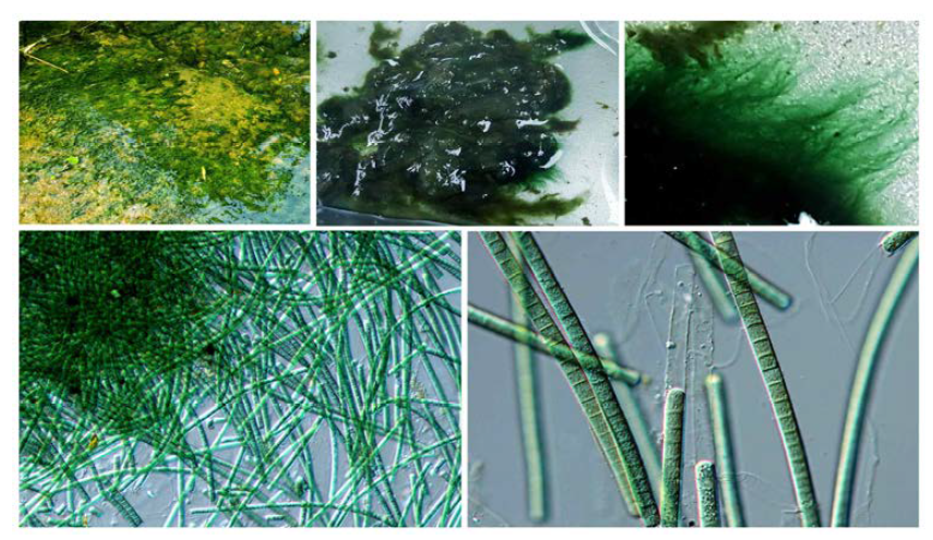 Occurrence of benthic cyanobacteria(Phormidium sp.) causing odor substances in Bukhan River.