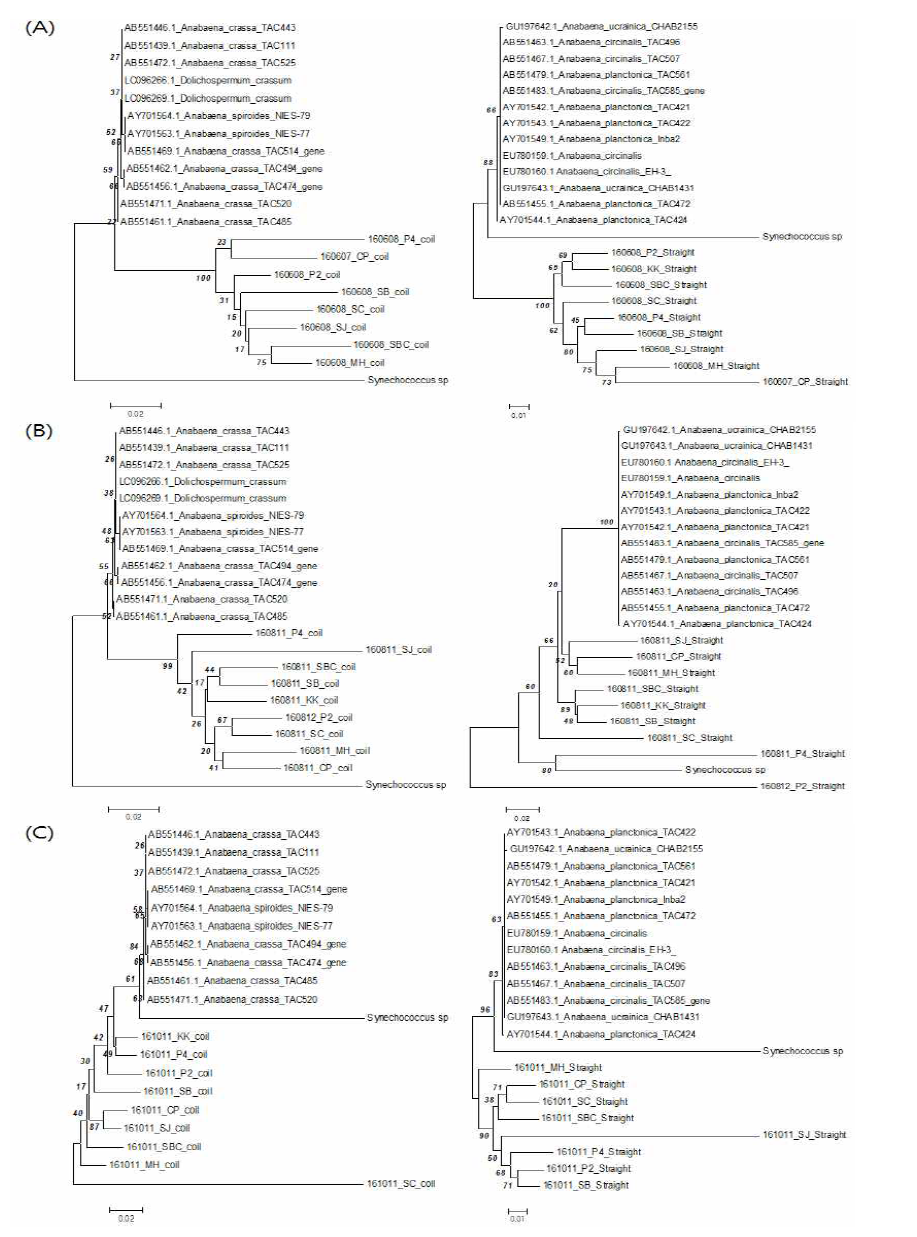 Phylogenetic tree based on 16S rRNA of Anabaena.