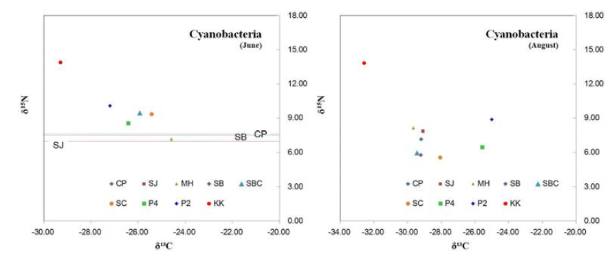 δ15N vs δ13C distribution of cyanobacteria June and August.