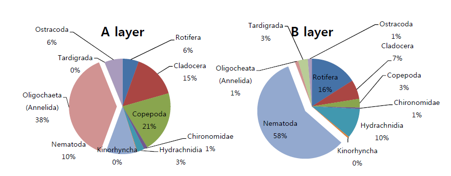 Meiofauna community composition in culture medium. (left : A layer(0~10cm); right : B layer(10~20cm))