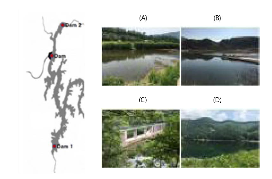 The monitoring site of Dam 1, 2, 3 and (A) Geum river main stream, (B) So-ok stream, (C) Secheon reservoir, and (D) Nohyun reservoir