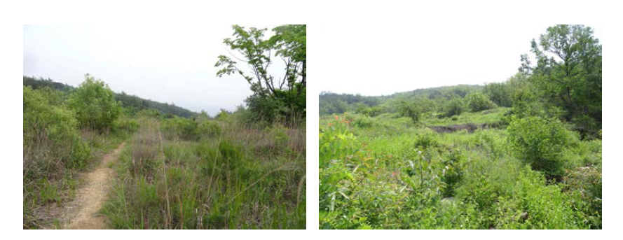 Landscape of Mandukbong wetland(left), Udjeodjeol wetland(right)