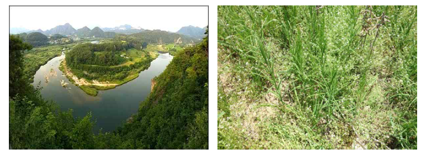 Landscape of Hanbando wetland(left), Polygonatum stenophyllum of Hanbando wetland(right)