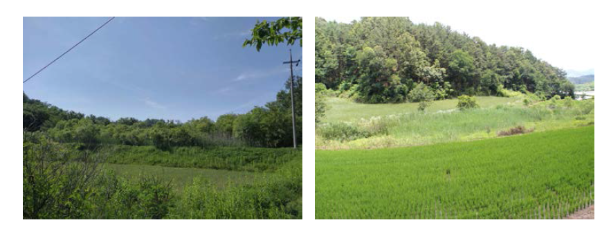 Landscape of Geumseong wetland(left), Sogok wetland(right)