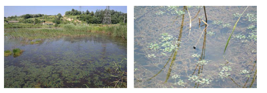 Landscape of Sutaengii wetland(left), Mauremys reevesii of Sutaengii wetland(right)