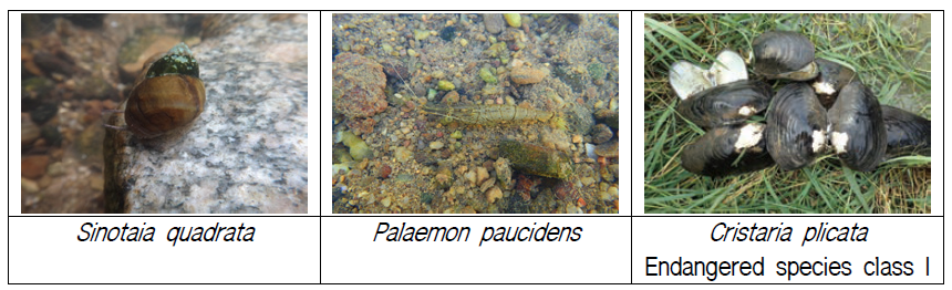 Photographs of benthic macro invertebrates in Dongrim reservoir wetland.