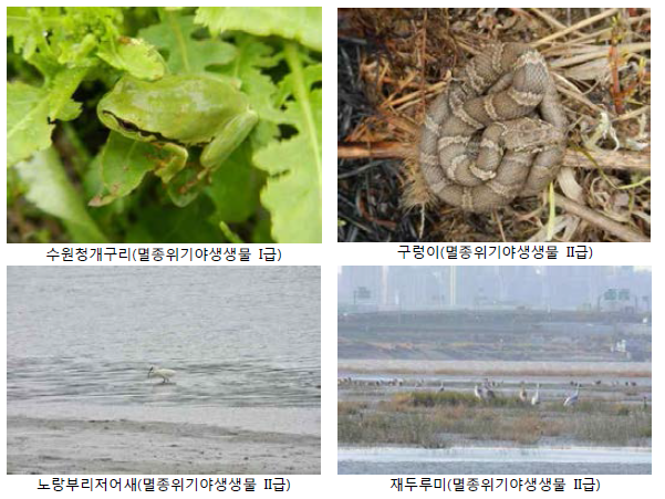 Major species of Han-river estuary.