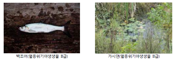 Major species of Upo wetland