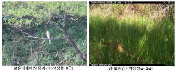 Major species of Wolyoung wetland.