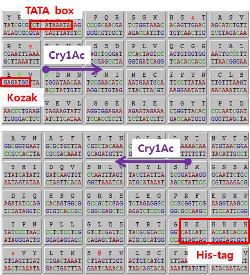 pIB/V5 발현 vector에 cloning된 Cry1Ac 유전자 sequencing을 통해 확인한 TATA box, Kozak sequence와 His-tag