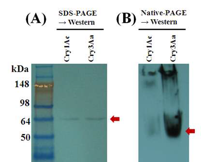 인공발현 한 Cry1Ac 및 Cry3Aa 단백질의 SDS-PAGE (A)와 Native-PAGE (B) 후 실시한 Western blotting 결과