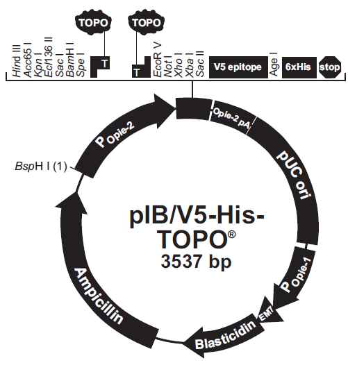pIB/V5-His TOPO vector map