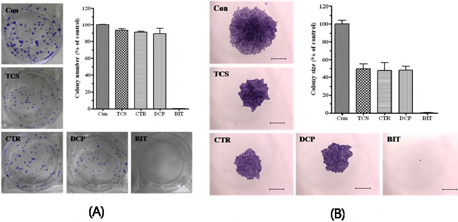 The inhibition effects of CHPs on colony formation in A549 cells after 10-day exposure to 15 μM of CHPs.