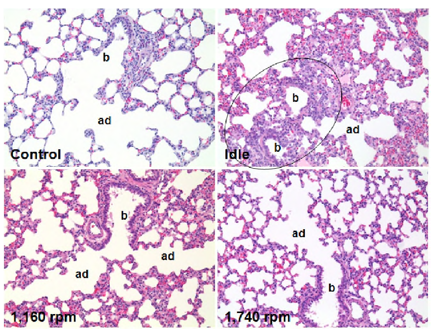 Histopathological findings for the lung of the female rat after 3day inhalation of diesel ediaust